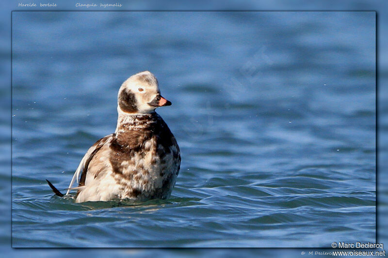 Harelde boréale, identification