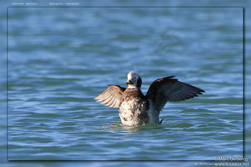 Harelde boréale, identification