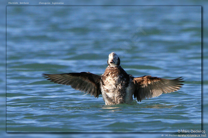 Harelde boréale, identification