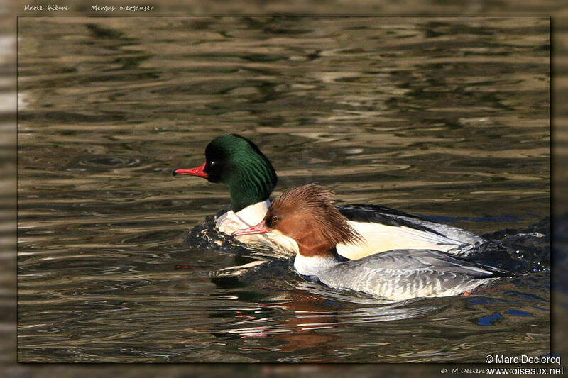 Common Merganser, identification