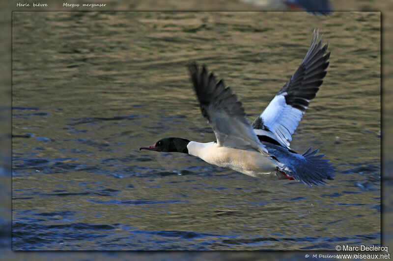 Common Merganser