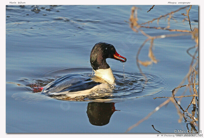 Harle bièvre, identification