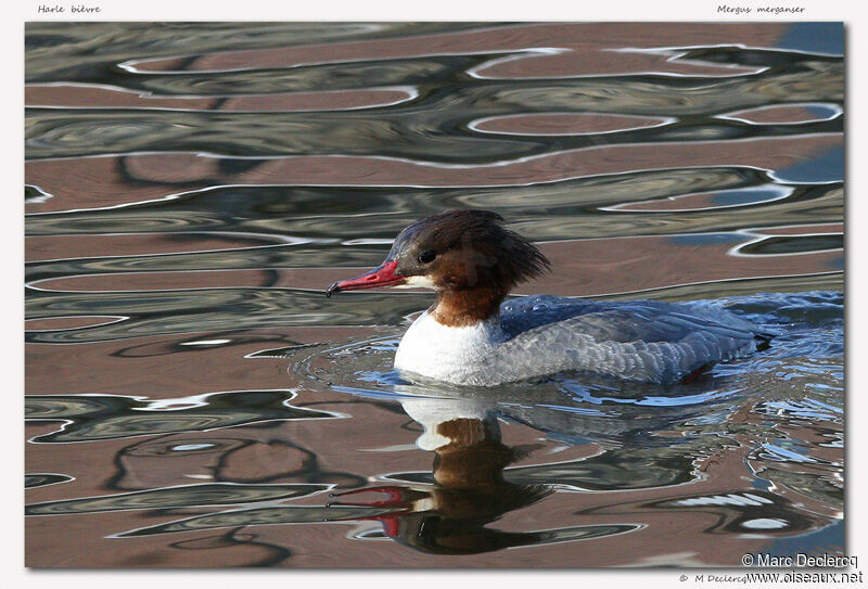 Common Merganser, identification