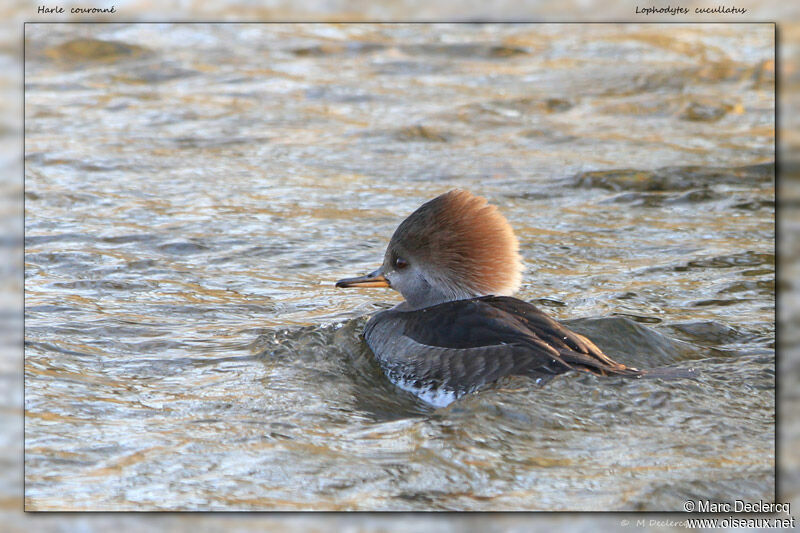 Harle couronné femelle, identification