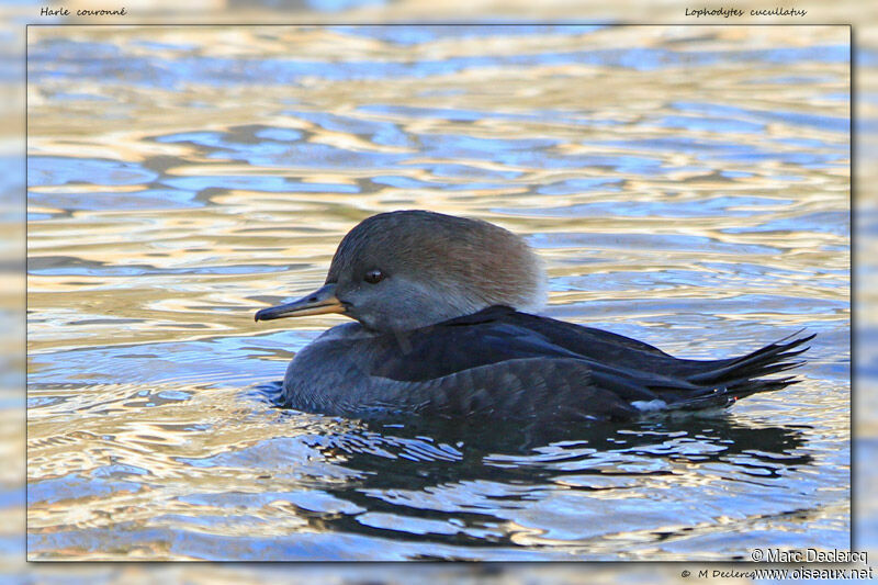 Harle couronné femelle, identification