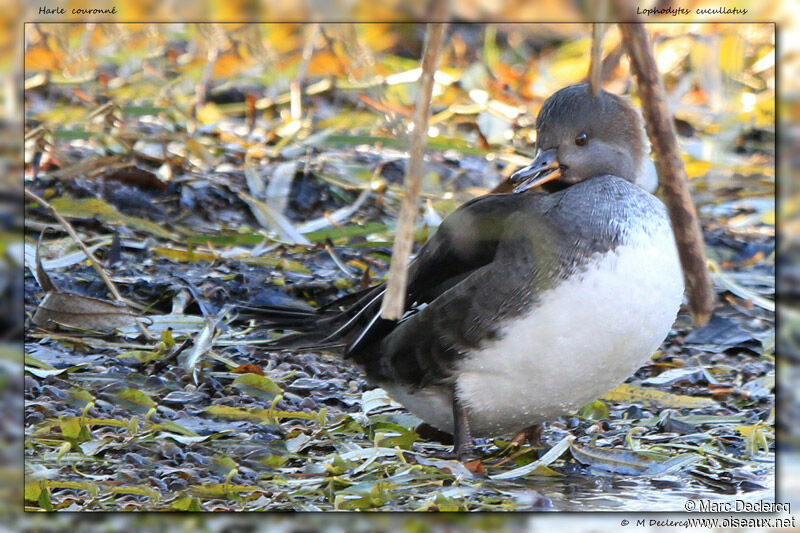 Hooded Merganser female, identification