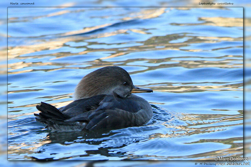 Hooded Merganser female, identification