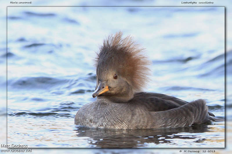 Hooded Merganser female, identification