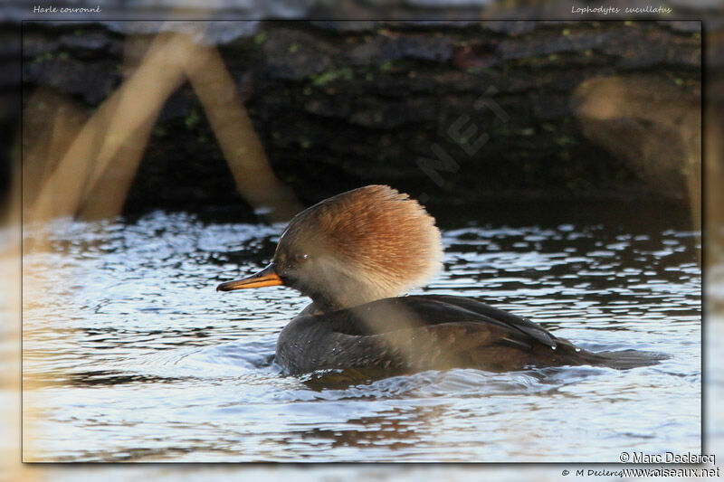 Hooded Merganser, identification