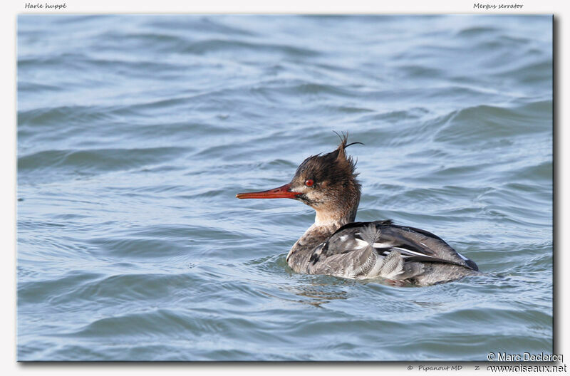 Red-breasted Merganser female