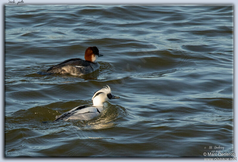 Smew