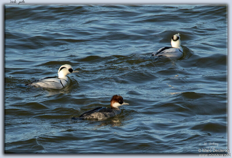 Smew