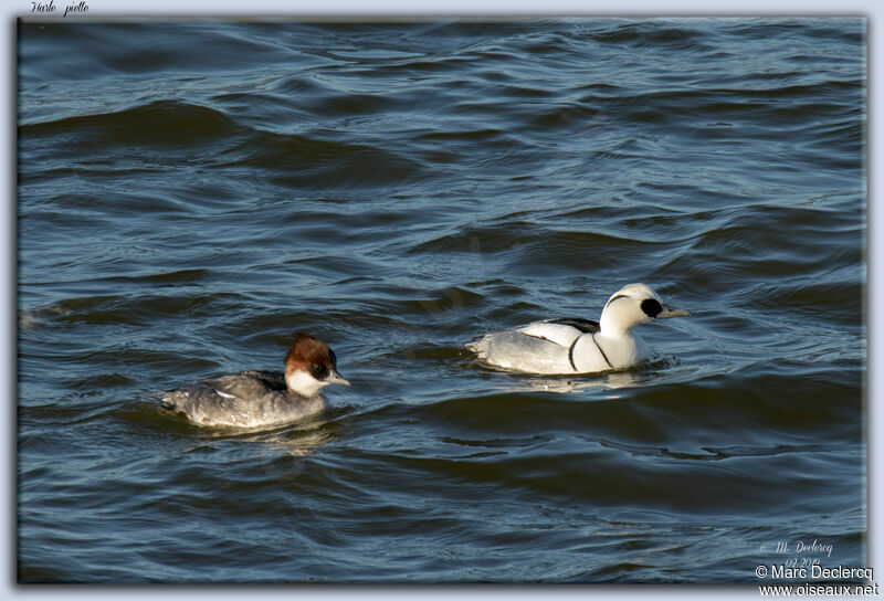 Smew