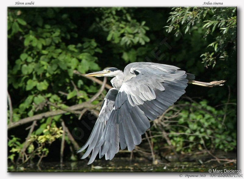 Grey Heronadult, Flight