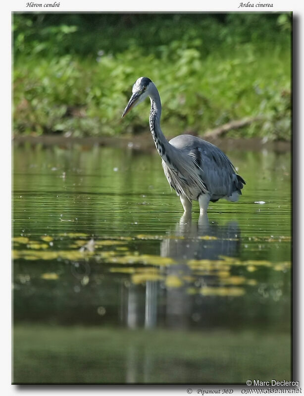 Grey Heron, Behaviour