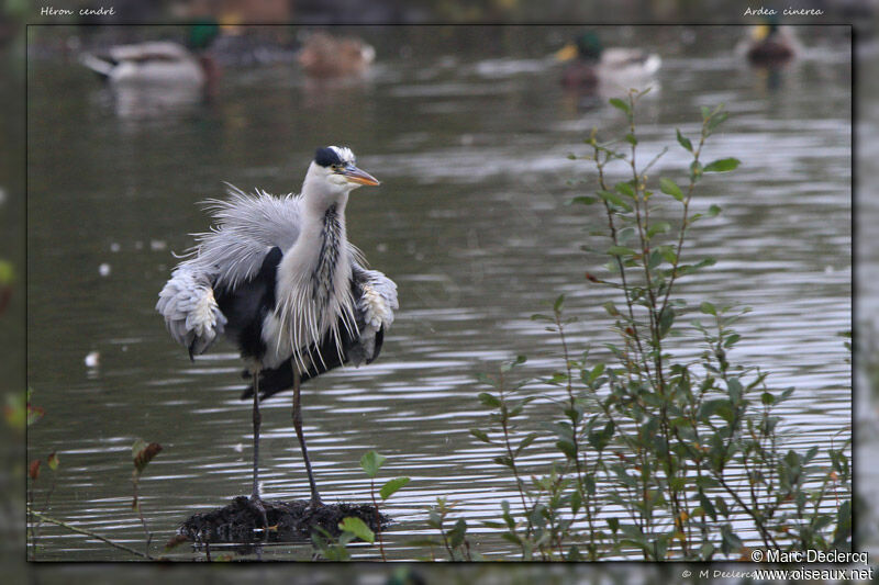 Grey Heron, identification