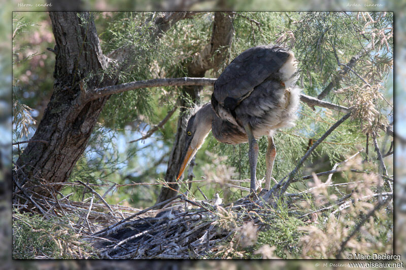 Grey Heronjuvenile