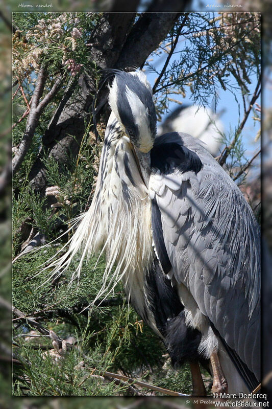 Héron cendré, identification