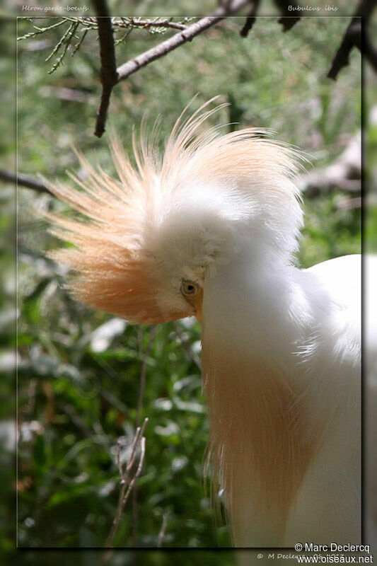 Western Cattle Egret, identification