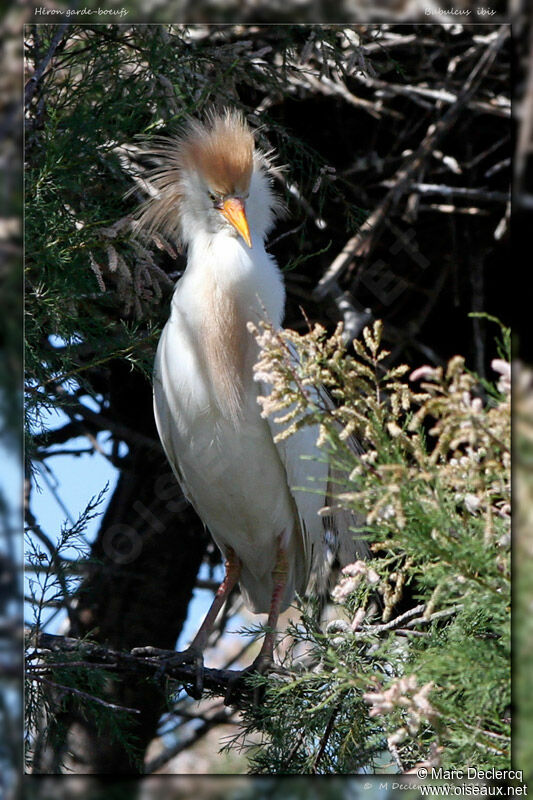 Western Cattle Egret, identification