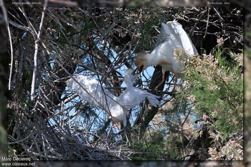 Western Cattle Egret, Reproduction-nesting