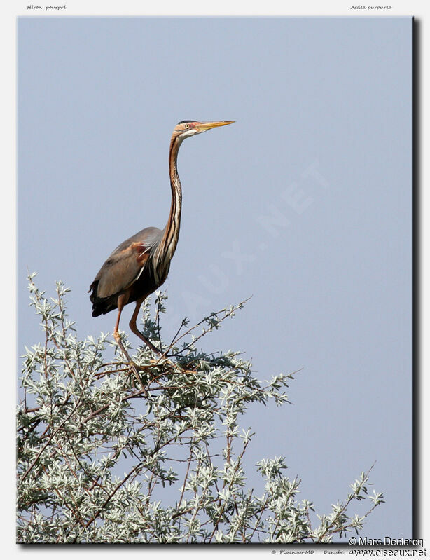 Purple Heron