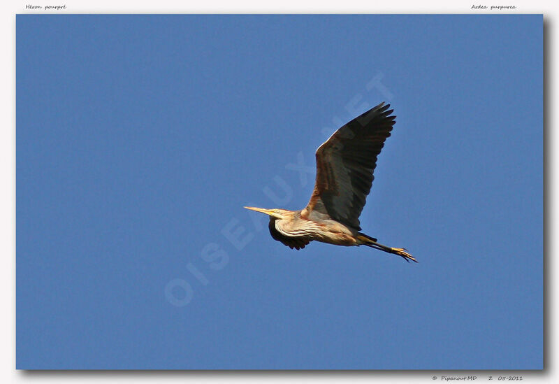 Purple Heron, Flight