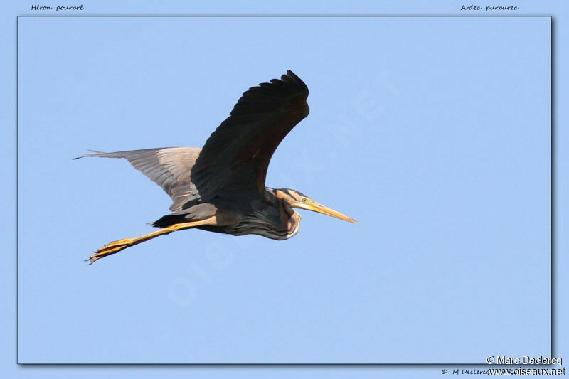 Purple Heron, Flight