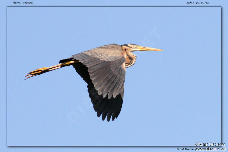 Purple Heron, Flight