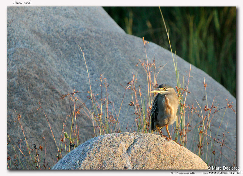 Striated Heron, identification