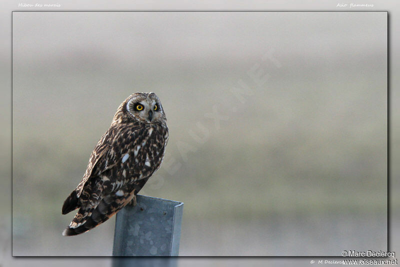 Hibou des marais, identification