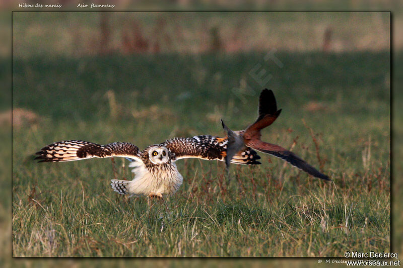 Hibou des marais, identification, Comportement