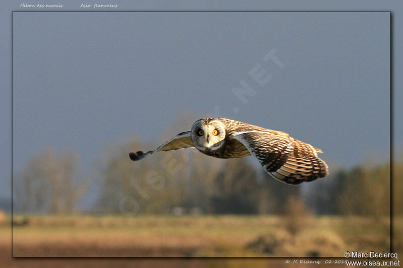 Short-eared Owl, Flight