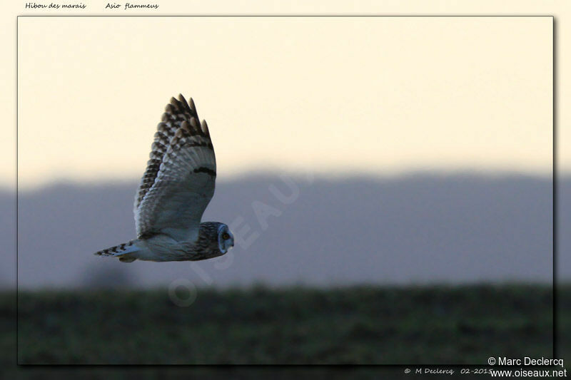 Hibou des marais, Vol