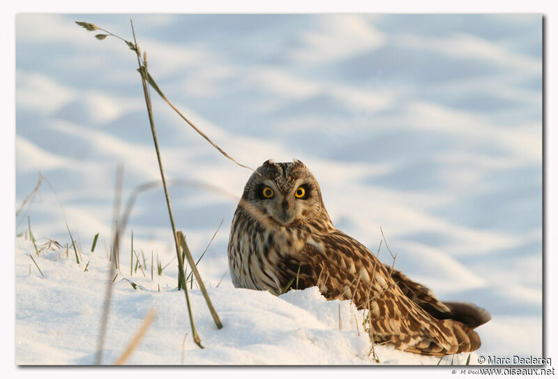 Short-eared Owl, identification