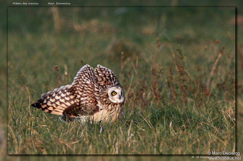 Short-eared Owl, identification