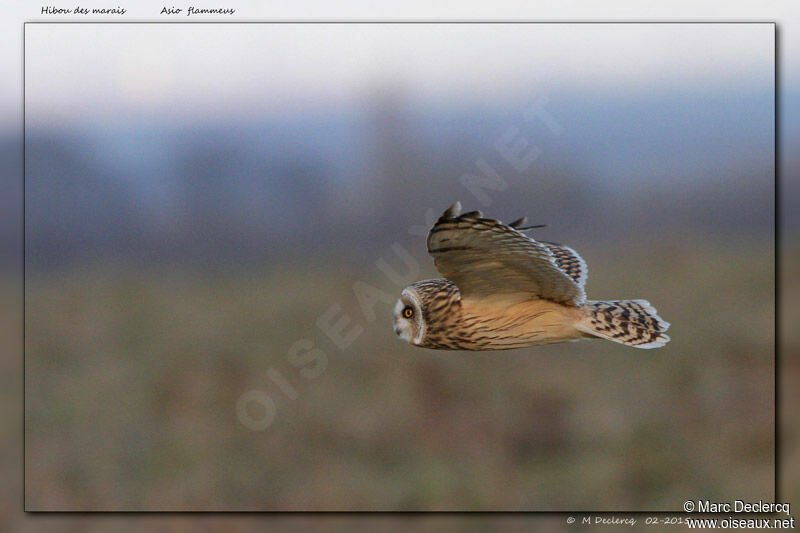 Short-eared Owl, Flight