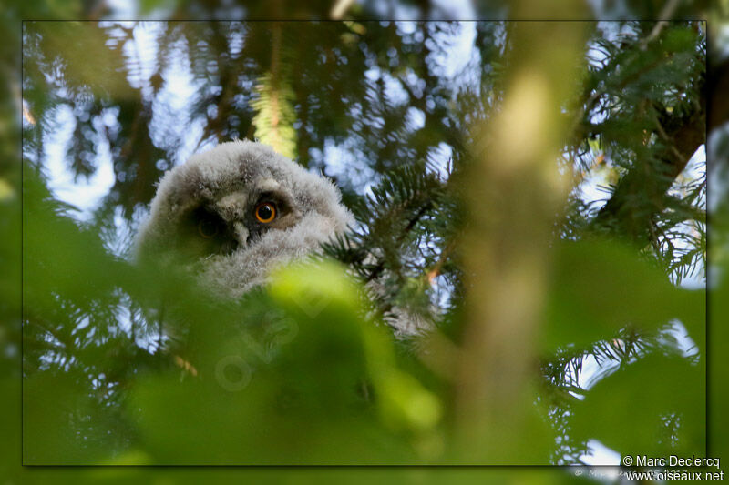 Long-eared OwlPoussin