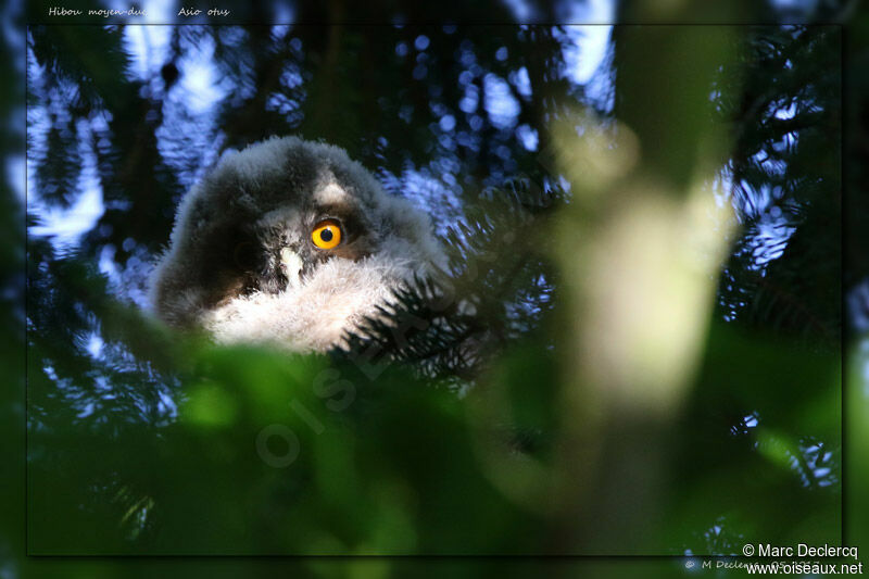 Hibou moyen-ducPoussin