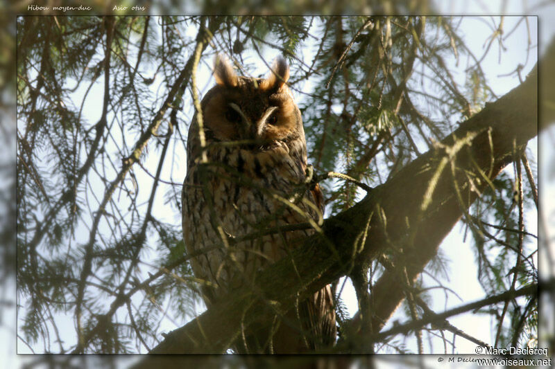 Long-eared Owladult