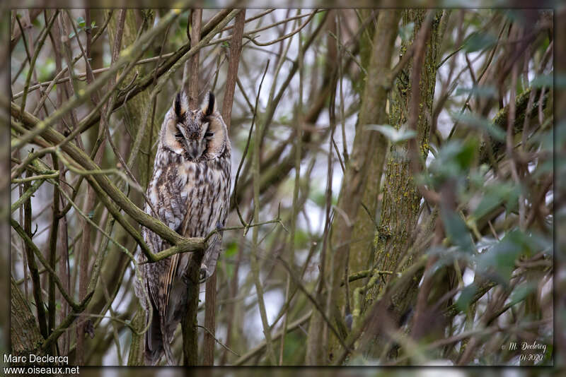 Hibou moyen-duc, pigmentation, Comportement