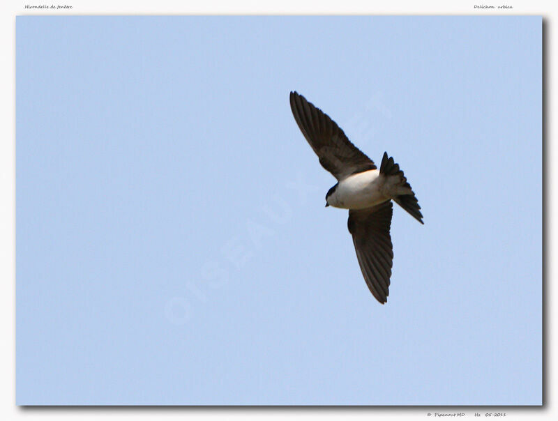 Western House Martin, Flight