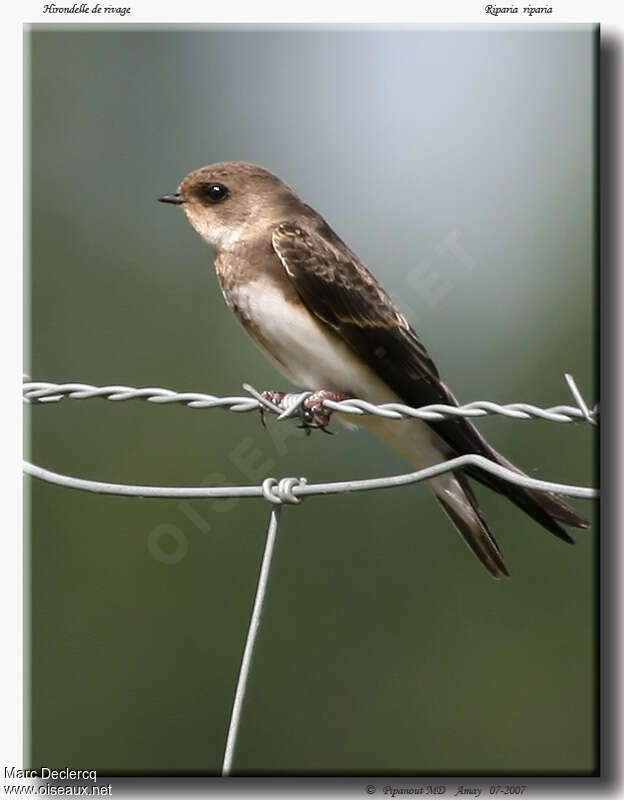 Sand Martinjuvenile, identification