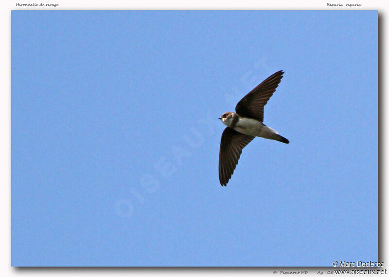 Sand Martin, Flight