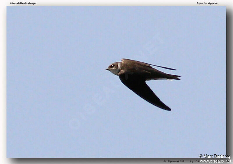 Sand Martin, Flight