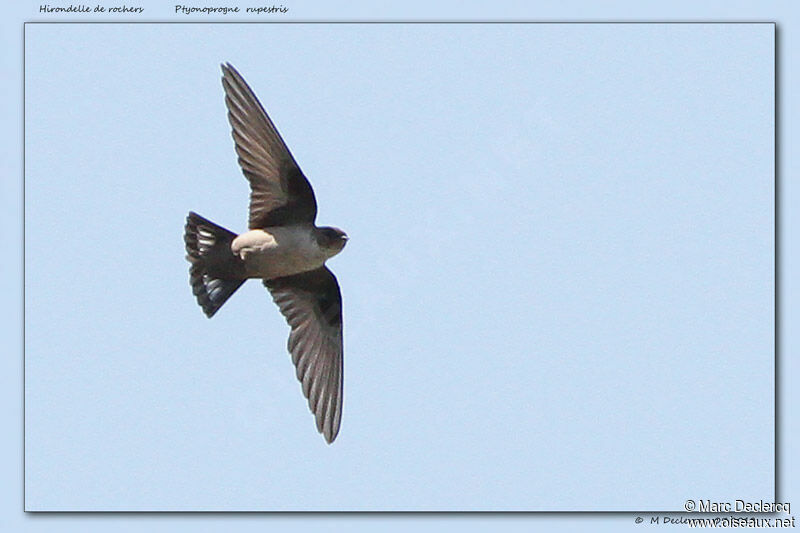 Eurasian Crag Martin