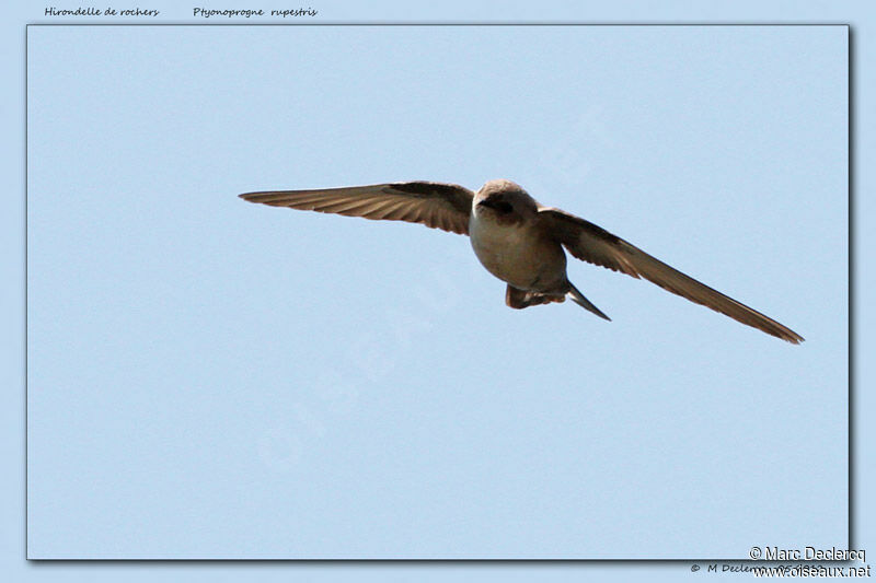 Eurasian Crag Martin