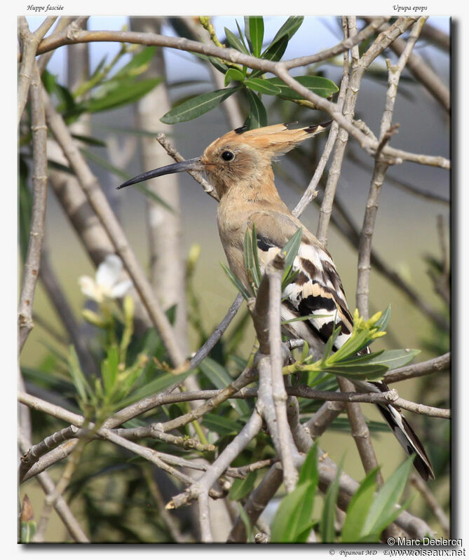 Eurasian Hoopoe