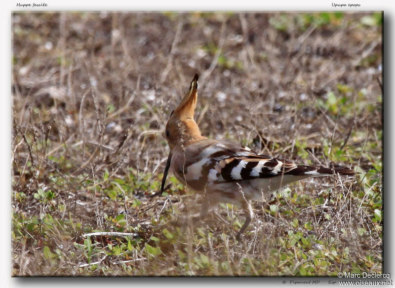 Eurasian Hoopoe