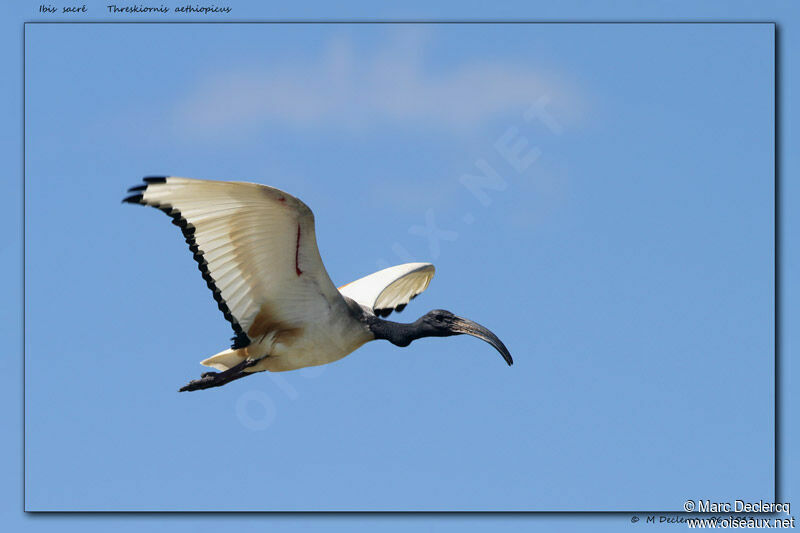 Ibis sacré